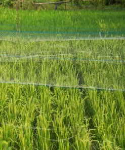 DT8 rice field in the Mekong Delta