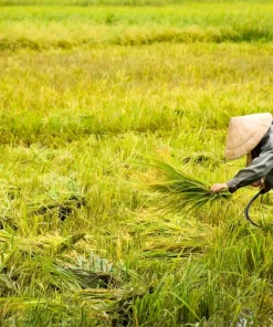 Farmers are harvesting rice OM504