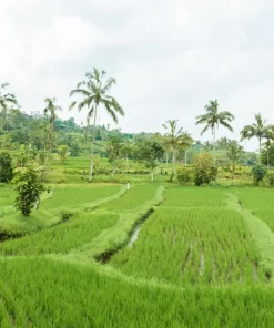 OM 5451 rice field in the Mekong Delta