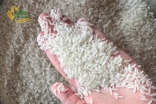 OM 5451 rice has long and slender grains