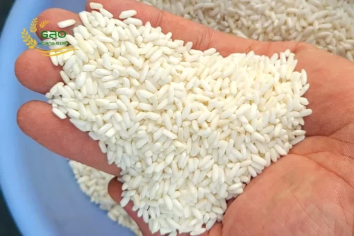 An Giang glutinous rice contains many nutritional values